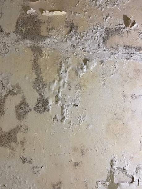 Best Post-Flood Mold Remediation in Blythewood, SC